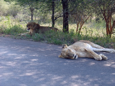 Lions at Kruger National Park, South Africa